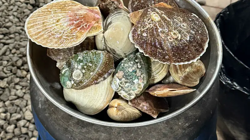 Jogaedo